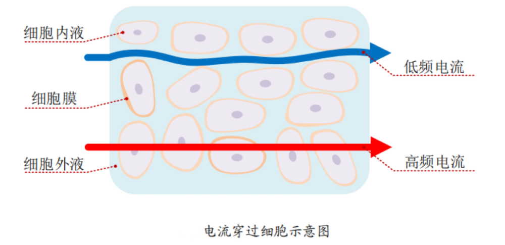 体脂的？数据准确吗？一起来了解PG麻将胡了2体脂秤是怎么测出(图3)